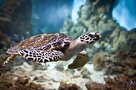 رونمایی از پایگاه داده تنوع زیستی خلیج فارس تا پایان بهار/ مورد عجیب لاک‌پشت‌ها